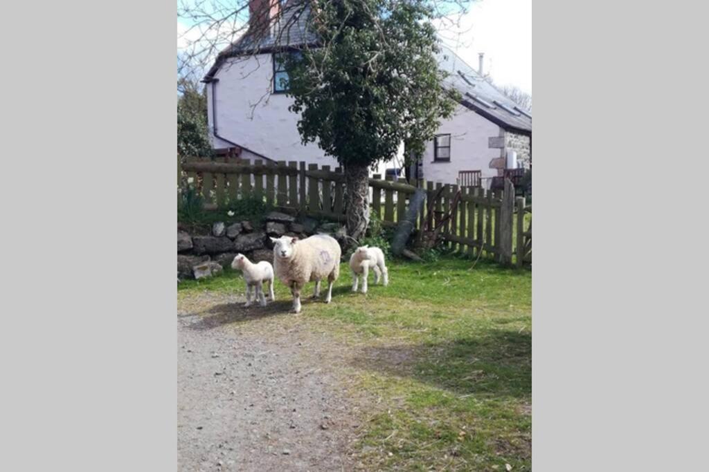 Farm Accommodation - The Lizard Peninsula, Cornwall هيلستون المظهر الخارجي الصورة