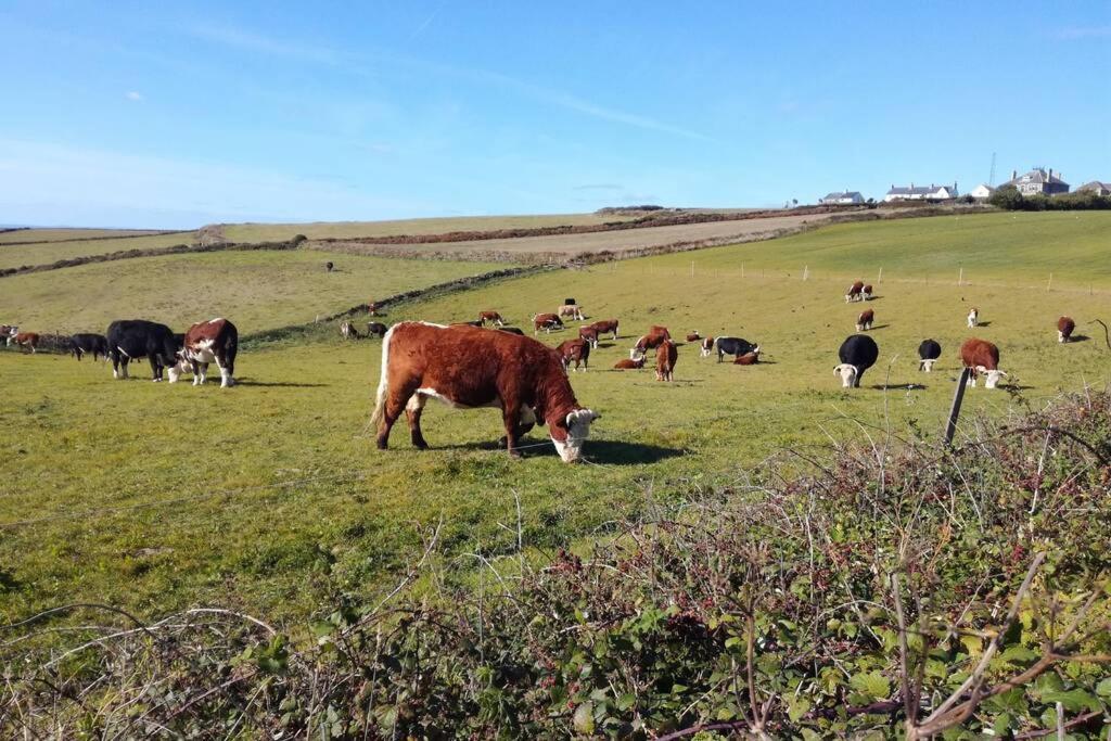 Farm Accommodation - The Lizard Peninsula, Cornwall هيلستون المظهر الخارجي الصورة